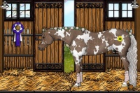Horse Color:White Spotted Silver Blue Roan 
