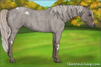 Horse Color:White Spotted Silver Blue Roan 