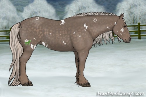 Horse Color:White Spotted Silver Blue Roan 