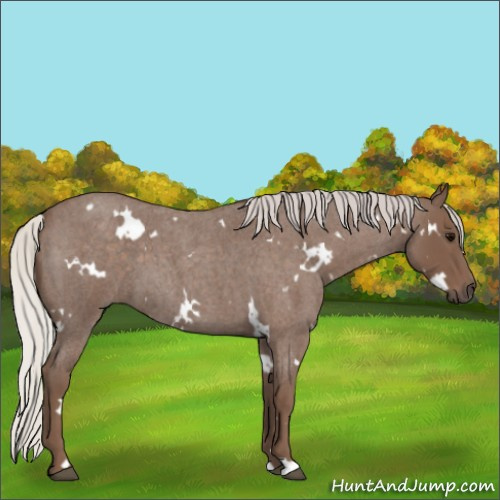 Horse Color:White Spotted Silver Blue Roan