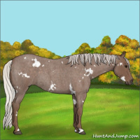 Horse Color:White Spotted Silver Blue Roan
