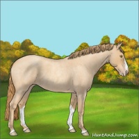 Horse Color:Gold Champagne Roan Splash 