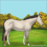 Horse Color:Amber Champagne Dun 