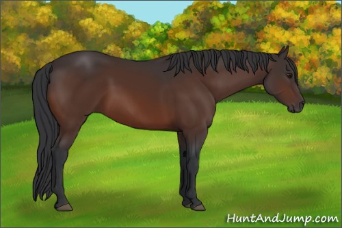 Horse Color:Brown 