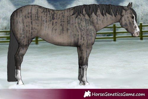 Horse Color:Black and Grullo