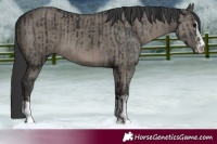 Horse Color:Black and Grullo