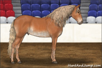 Horse Color:Chestnut  and Chestnut 