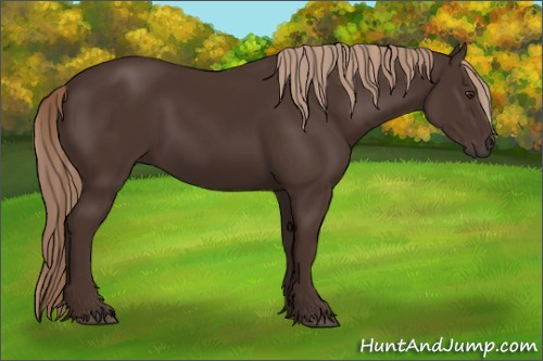 Horse Color:Liver Chestnut Rabicano 