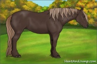 Horse Color:Liver Chestnut Rabicano 