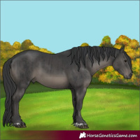 Horse Color:Black and Black