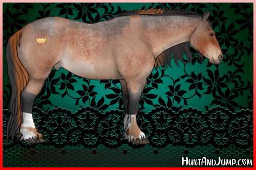 Horse Color:Red Roan  and Bay Roan 