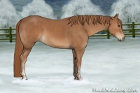 Horse Color:Chestnut  and Chestnut 