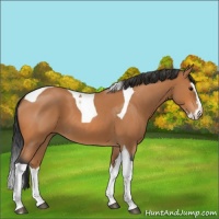 Horse Color:Bay Roan Splash Tobiano