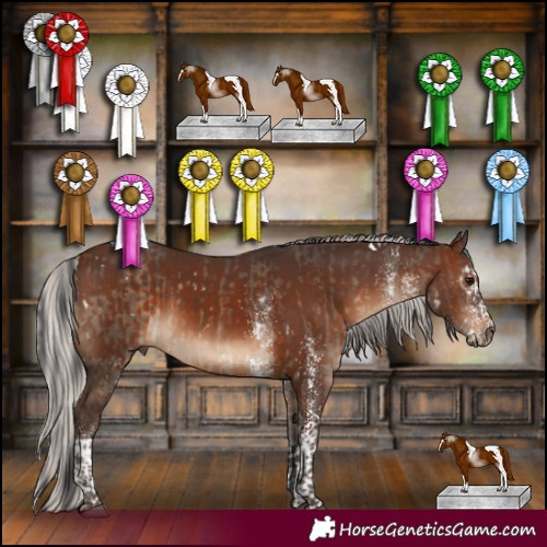 Horse Color:White Spotted Brown Dun  and White Spotted Silver Brown Tobiano 