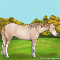 Horse Color:Gold Champagne Pearl Rabicano and Gold Champagne Pearl Splash Rabicano