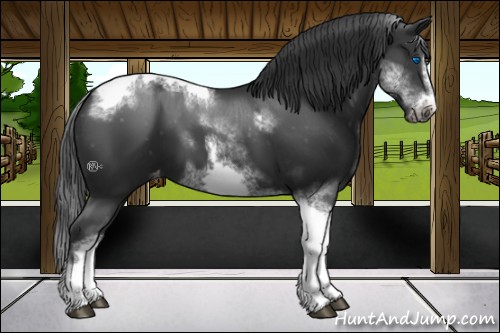 Horse Color:White Spotted Black Splash Tobiano Frame Appaloosa
