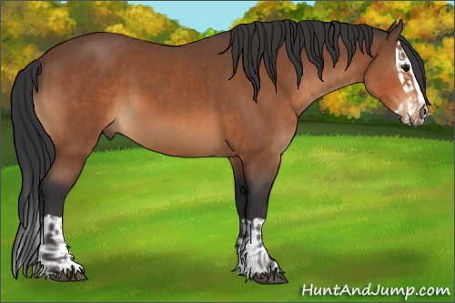 Horse Color:Bay  and Bay Splash 