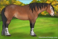 Horse Color:Bay  and Bay Splash 