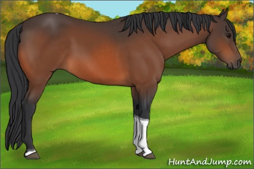 Horse Color:Bay Tobiano 