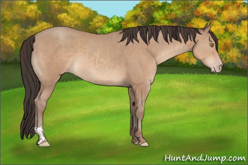 Horse Color:Amber Champagne  and Amber Champagne 