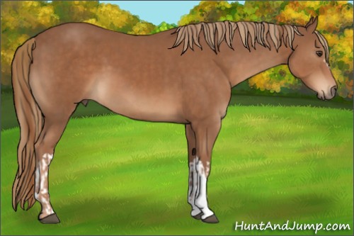 Horse Color:Chestnut  and Chestnut 