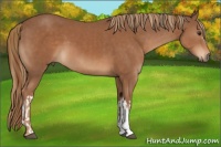 Horse Color:Chestnut  and Chestnut 