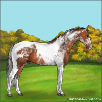 Horse Color:Bay Tobiano 