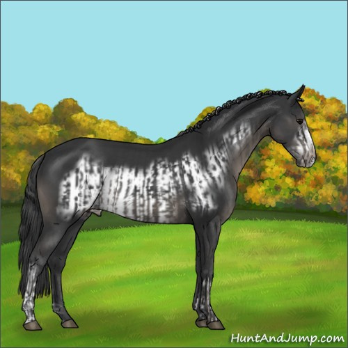 Horse Color:Black  and Black Frame 
