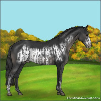 Horse Color:Black  and Black Frame 