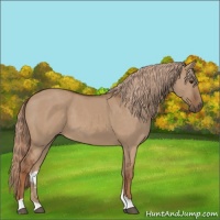 Horse Color:Red Dun 