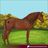 Horse Color:Chestnut 