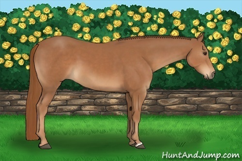 Horse Color:Chestnut  and Chestnut 