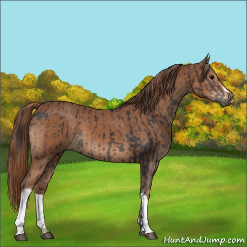 Horse Color:Black  and Chestnut 