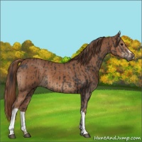 Horse Color:Black  and Chestnut 