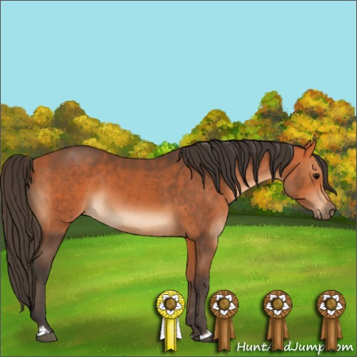 Horse Color:Bay and Bay