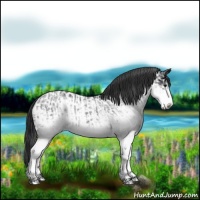 Horse Color:White Spotted Blue Roan Rabicano  and White Spotted Blue Roan Near Leopard Rabicano 