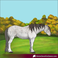 Horse Color:White Spotted Blue Roan Rabicano and White Spotted Classic Champagne Roan Rabicano