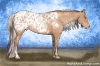 Horse Color:Amber Champagne Sabino Tobiano Appaloosa and Silver Amber Champagne Sabino Tobiano Appaloosa