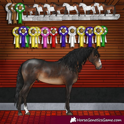 Horse Color:Gray Brown Sabino Rabicano 