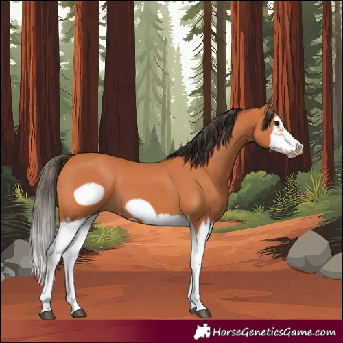 Horse Color:Bay Splash Frame 