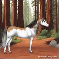 Horse Color:Bay Splash Frame 