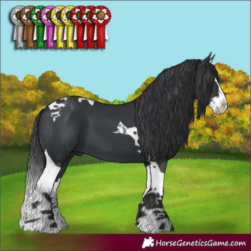 Horse Color:Black Splash Tobiano