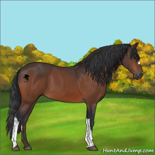 Horse Color:Bay 