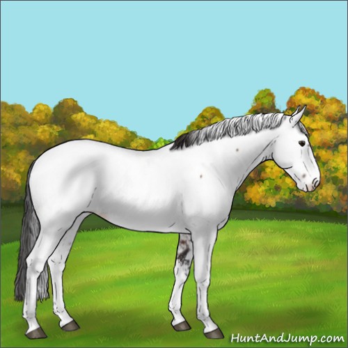 Horse Color:Bay Fewspot 