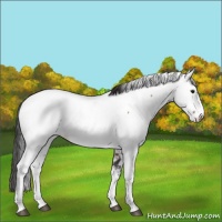 Horse Color:Bay Fewspot 