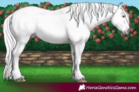 Horse Color:Gray Silver Black Pearl Tobiano