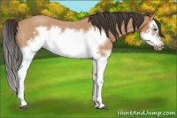 Horse Color:Bay Roan Splash Frame 