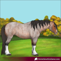 Horse Color:Bay Roan Splash Frame 