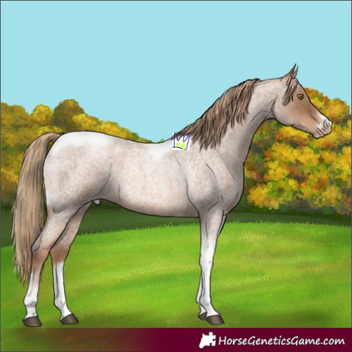 Horse Color:Liver Red Roan Pearl Tobiano Frame