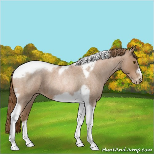 Horse Color:Liver Red Roan Pearl Tobiano Frame 